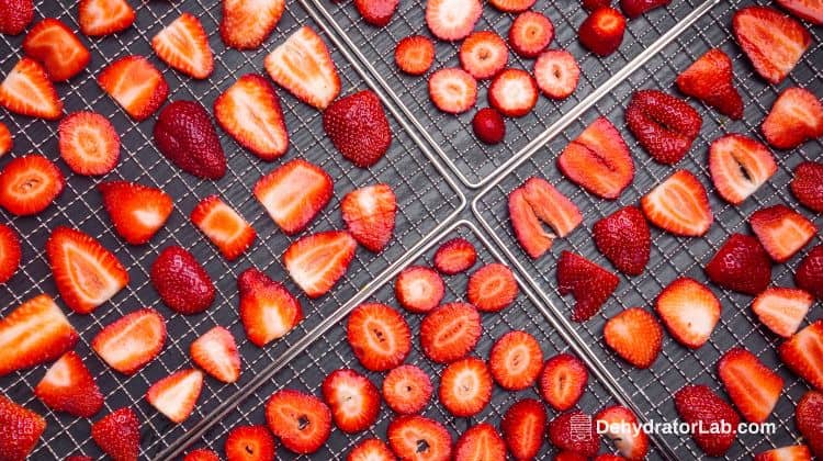 Loading Strawberries in Trays