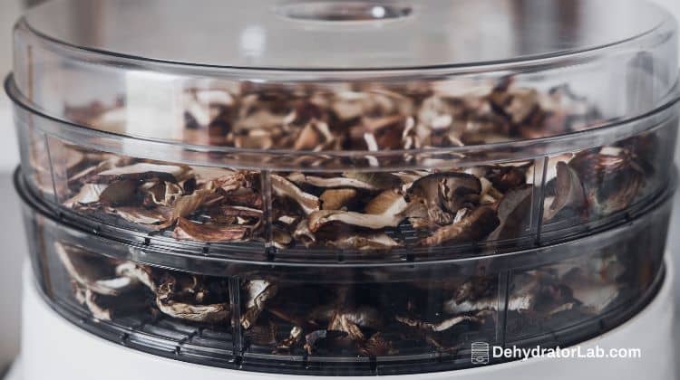 Mushrooms in Transparent Food Dehydrator