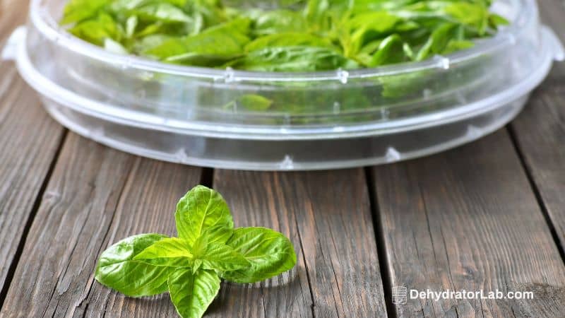 How to Dehydrate Basil