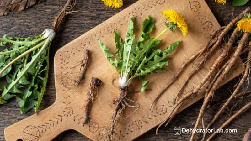 Dandelion roots with leaves
