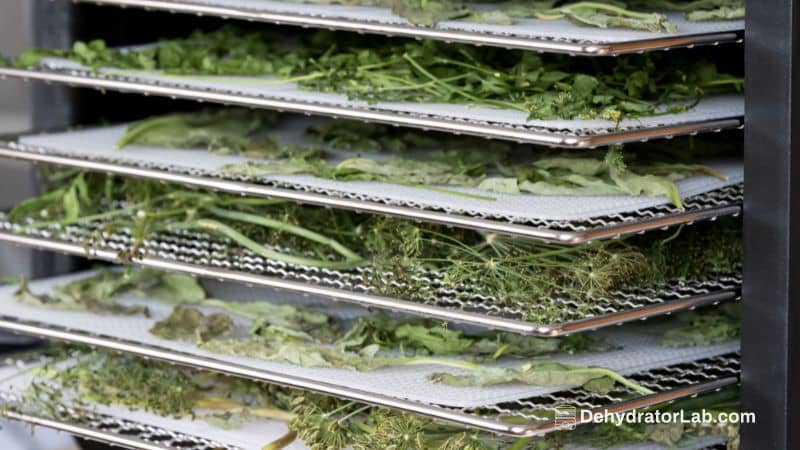The Art Of Dehydrating Cheese With A Food Dehydrator 
