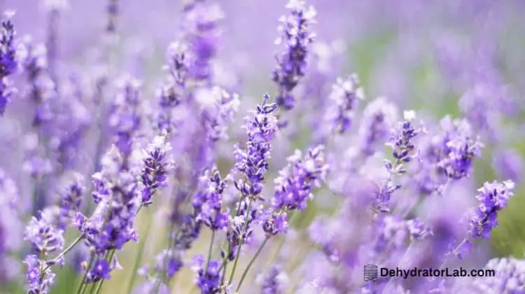 Lavender Flowers