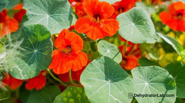 Nasturtiums