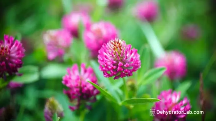 Red Clover