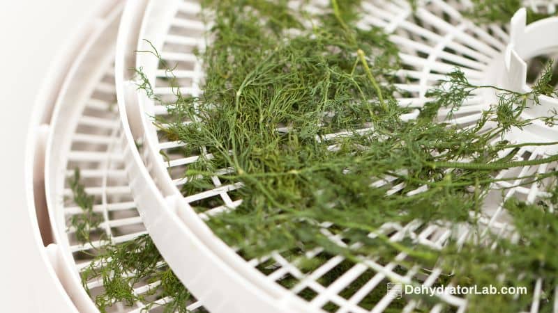 How to Dehydrate Dill Using a Food Dehydrator